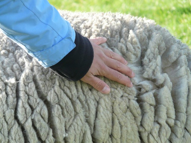 La laine de mouton en isolation intérieure